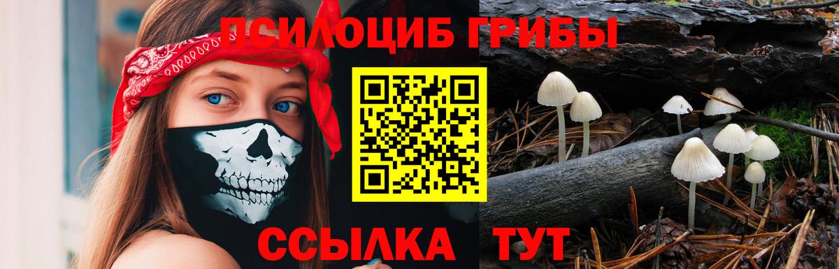 Псилоцибиновые грибы Psilocybine cubensis Кандалакша